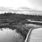 Nova Scotian Marsh